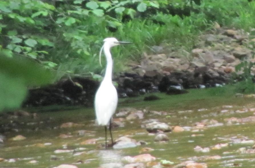 Egretta garzetta?